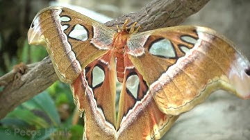 The Butterfly Effect #1 In Chaos Theory