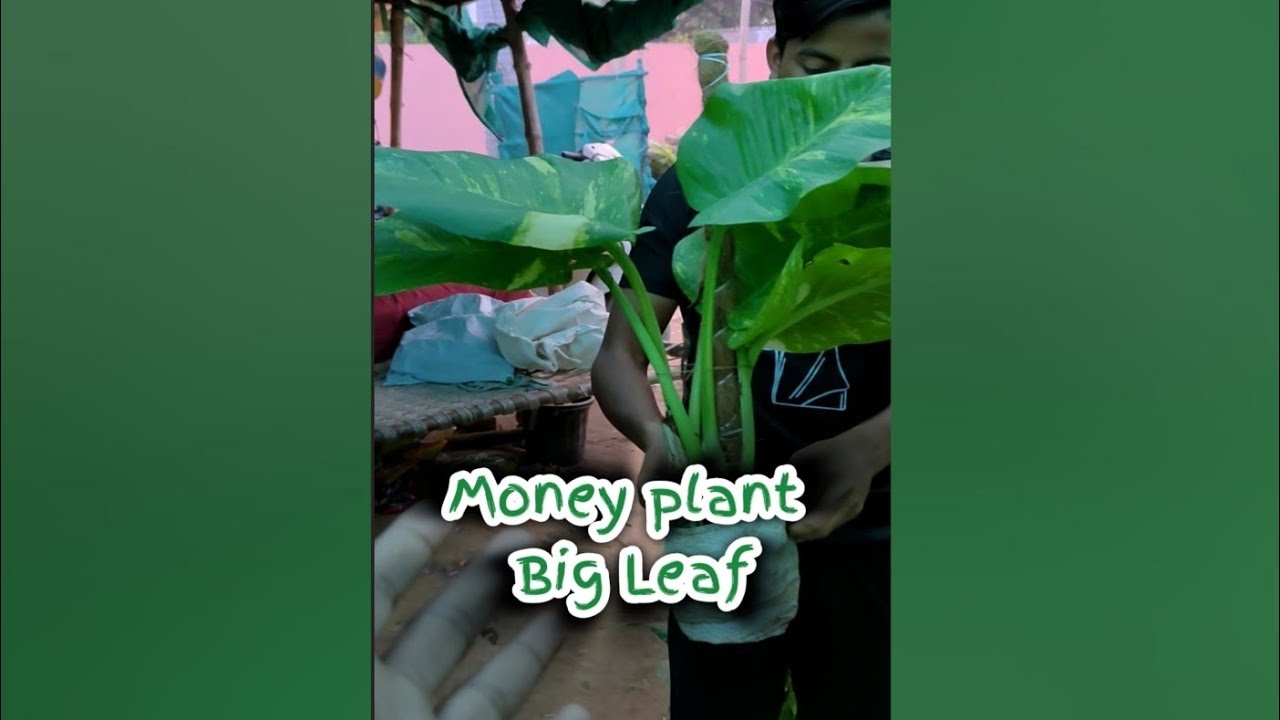 Big Leaf Money Plant Money Plant Ke big-leaf-money-plant-money-plant-ke