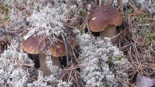 Метрическая теория сбора грибов
