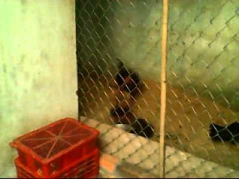 Video Gà Tre Mỹ & Tre Rừng Lai Mỹ - youtube