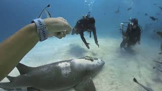 Hilight Seazaa Gang Maldives Dec 2024