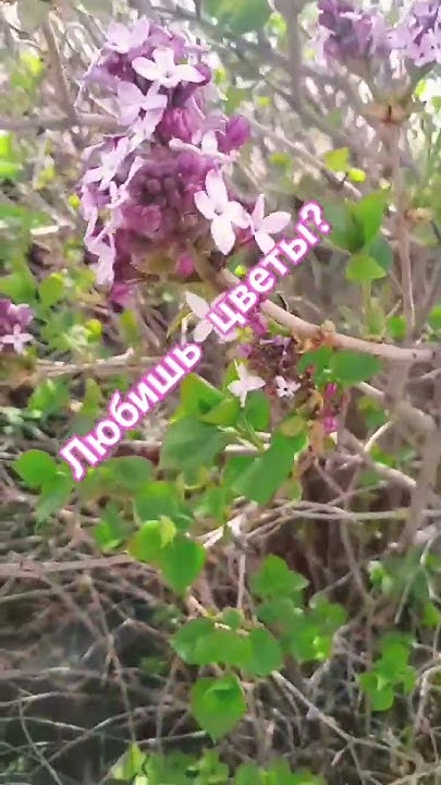 #цветы #сирень #жизненно #любовь #дети #душа #деревня #цитаты - YouTube