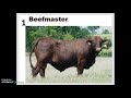 Beef Cattle Breeds 1-10