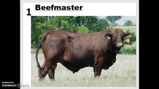 Beef Cattle Breeds 1-10