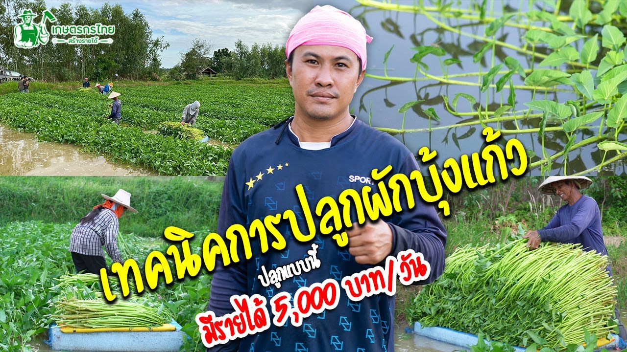 เทคนิคปลูกผักบุ้งแก้ว ปลูกแบบนี้ มีรายได้ 5,000 บาท/วัน