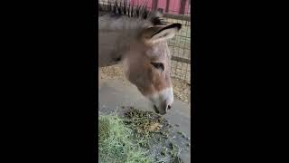 What does it sound like when a donkey eats? Atticus a Sicilian mini donkey chews hay and alfalfa. by BiologySoon 188 views 3 years ago 1 minute, 18 seconds