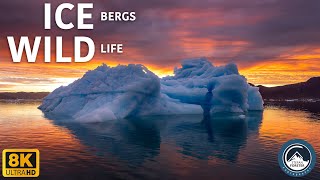 8K ICEBERGS & WILDLIFE - Nikon Z9 N-RAW by Stefan Forster 45,491 views 1 year ago 4 minutes, 32 seconds