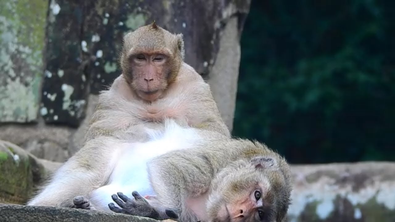 Relationship King Sweet Pea and Merry take care each other | Update monkey Sweet Pea and merry