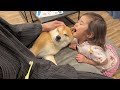 食べちゃいたいくらい大好きな気持ちを2歳児から伝えられる豆柴