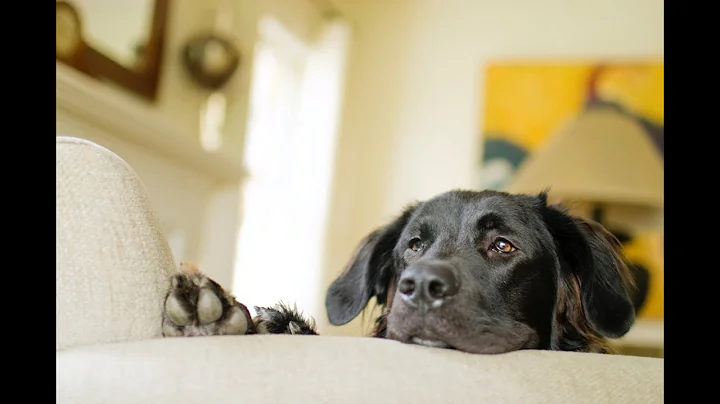 Window to the Law: Fair Housing Assistance Animal Guidance