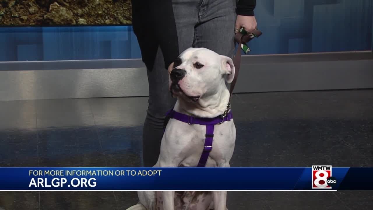 Adoptable pet of the week: Ziggy