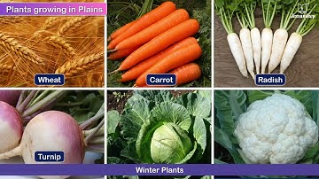 Adaptation In Plants | Science For Grade 5 Kids | Periwinkle