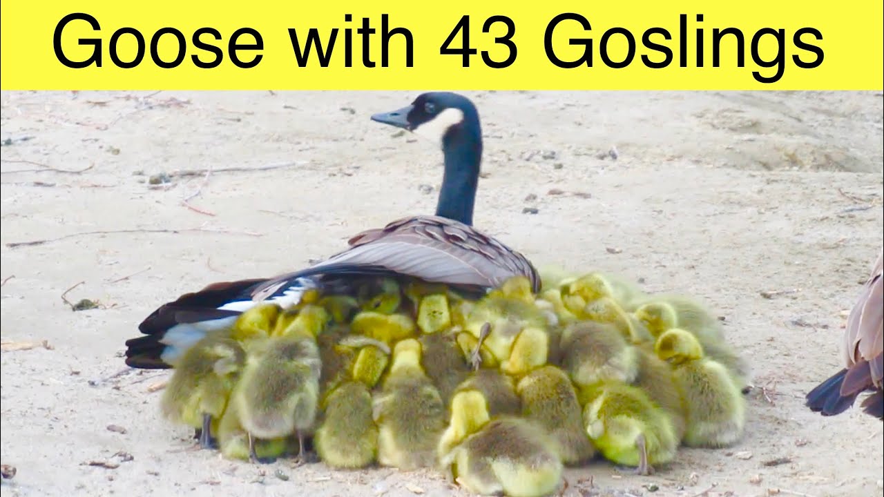 Mother Goose With 43 Goslings … A Canada Geese Gang Brood - YouTube
