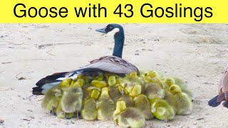 Mother Goose With 43 Goslings … A Canada Geese Gang Brood