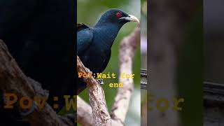 #nature #villagelife #song #love #koyal #birds #birdsounds #sweet #voice #trendingshorts #yt #fyp
