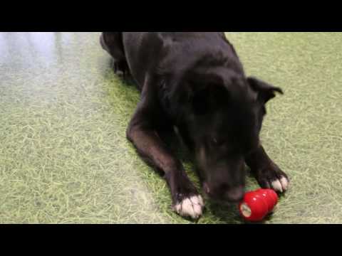 Comment occuper son chien en son absence ? - video from Wanimo