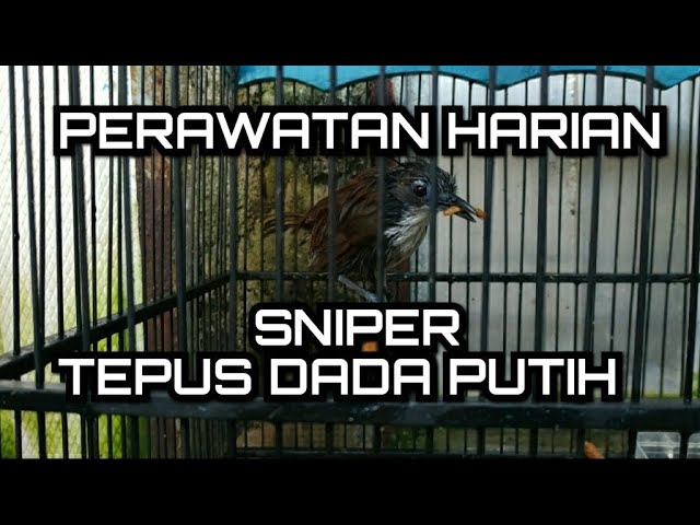 perawatan harian burung sniper | burung kopi kopi mini | burung tepus dada putih class=