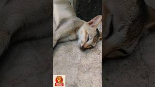 ঘুমের ভান ধরে থাকি একটু #shorts #youtubeshorts #funnycat #comedycats #ফানি_ভিডিও #বিড়ালেরভিডিও