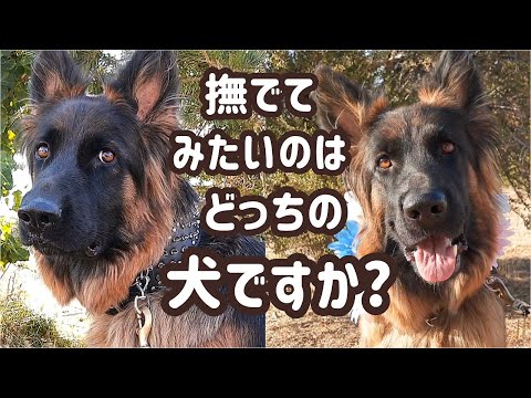 【ジャーマンシェパード】犬も飼い主も見た目が大事？シェパード見た人を怖がらせないための工夫。