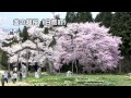 四季「春のいぶき」