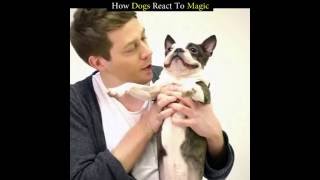 Dogs and magic. How dogs react to magic tricks by Funny dog videos, from Google and YouTube 326 views 7 years ago 1 minute, 34 seconds