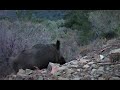 AMAZING WILD BOAR HUNT. MÜTHİŞ!.. BİR AV GÜNÜ