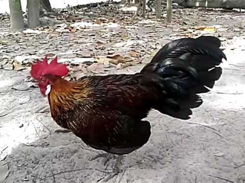 78 Gambar Ayam Hutan Jalak Terbaik 78 Gambar Ayam Hutan Jalak Terbaik