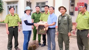 Bắt được 2 cá thể rái cá quý hiếm đang săn cá trong ao, người dân bàn giao cho kiểm lâm