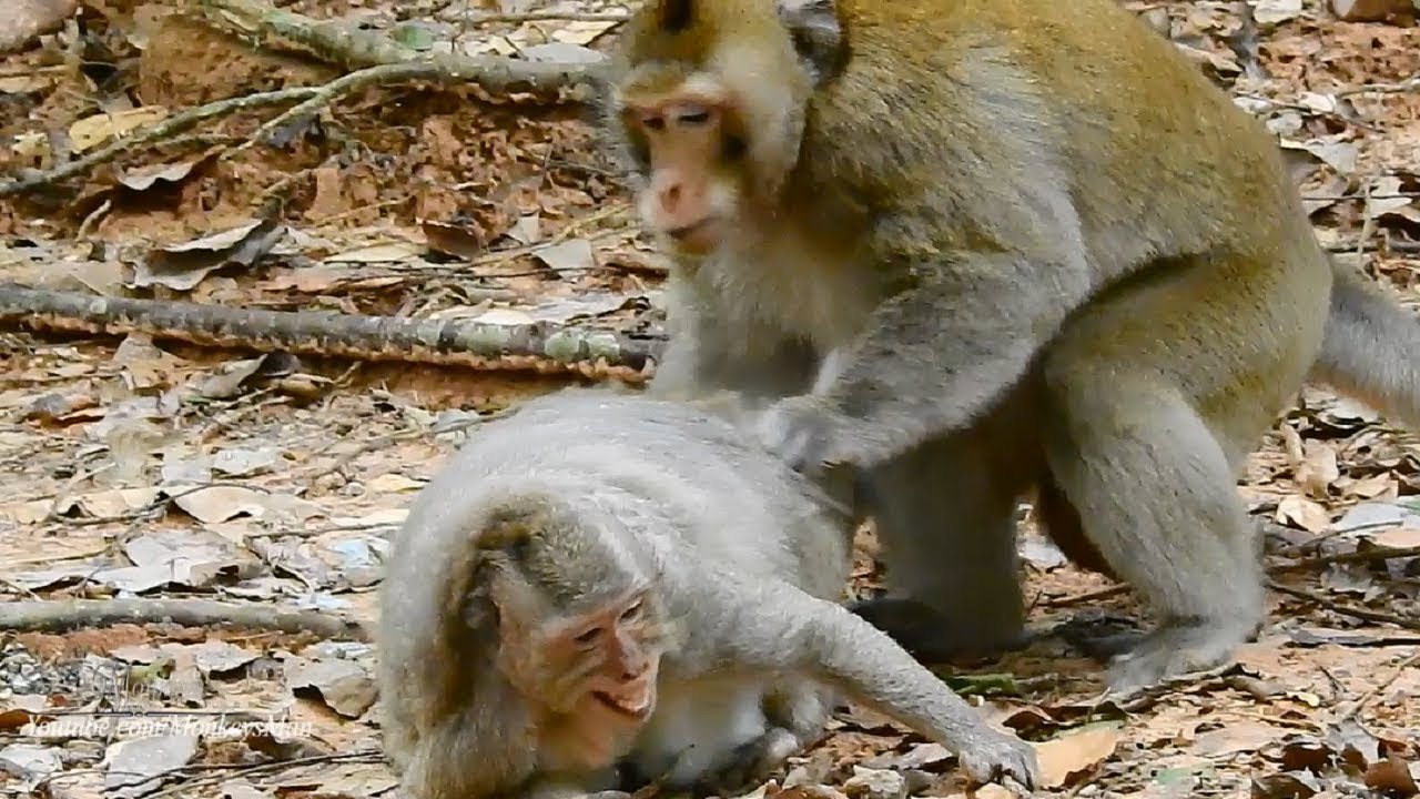  Strong  King Monkey  Fighting Charles s Mom Daily Monkeys  