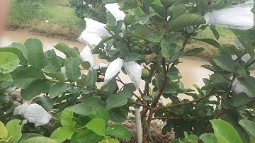 Guava51. Thăm vườn ổi Ruby tại Đồng Tháp và ăn thử ổi ruby? #TravelAndExploreHakiOfficial