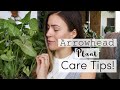 Arrowhead Plant Care Tips & Tricks! | Syngonium Vine Houseplant Care