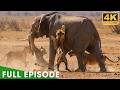 Savanna Battleground: Lion Pride &amp; The Fight for Life | Nature Animal Documentary
