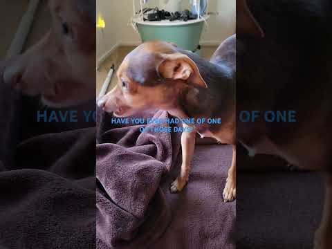 Have You Ever Had ONE OF Those Days?🦮🦮👍 Subscribe, Share the 💙💜💙 - YouTube