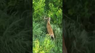 Nice Michigan Buck! #pleasesubscribe #michigan ##hunting #deer #scouting