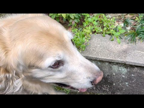 雨降り前にお散歩できました!