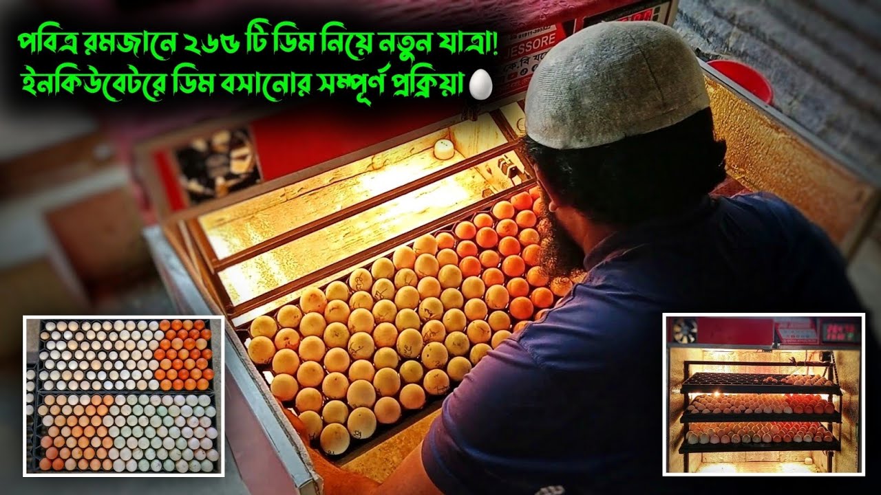 পবিত্র রমজানে ২৬৫ টি ডিম নিয়ে নতুন যাত্রা!ইনকিউবেটরে ডিম বসানোর সম্পূর্ণ প্রক্রিয়া।🌙🥚