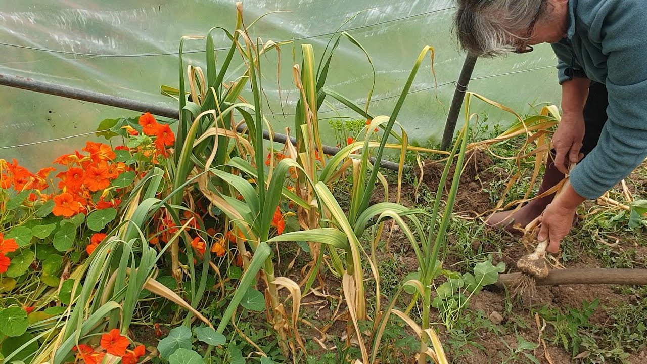 Récolte de l'ail 2025, c'est énorme ! 😯