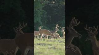 EPIC Deer Scouting Strategy