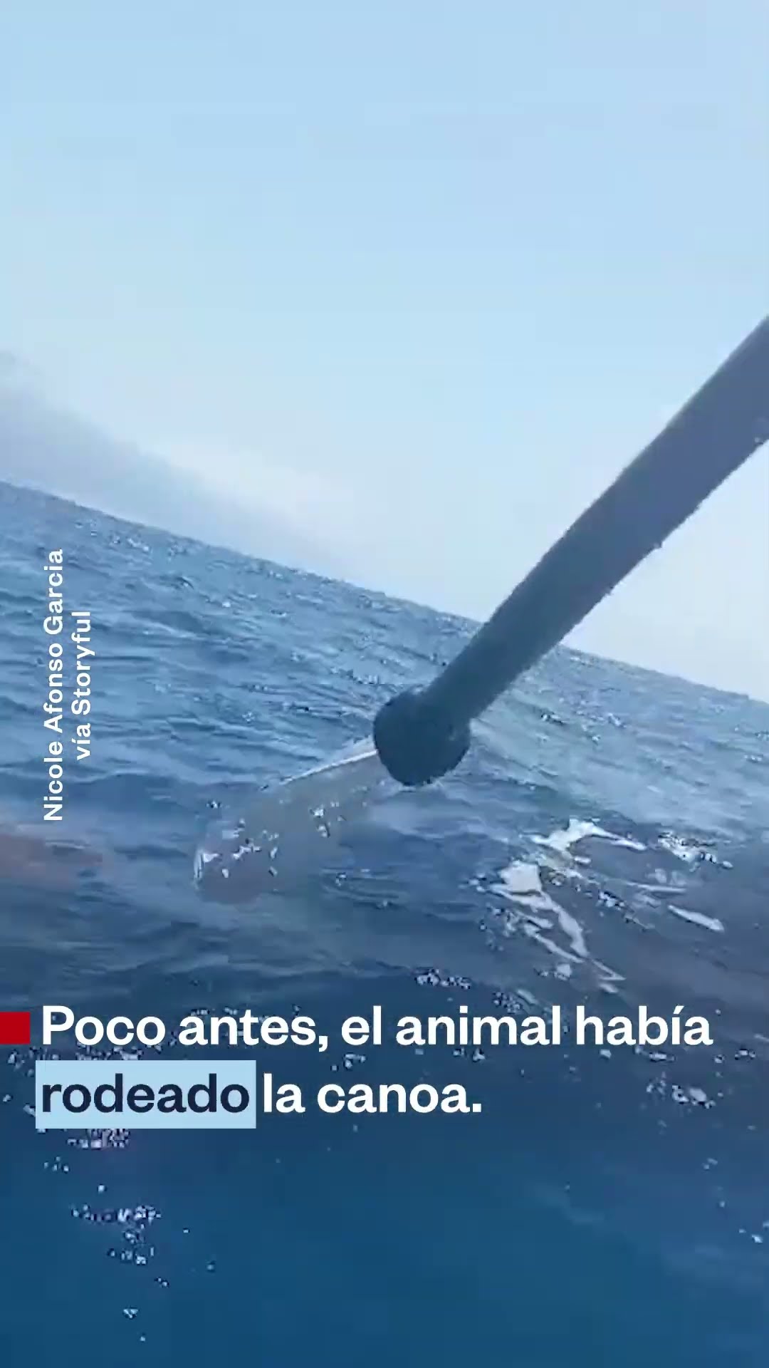 Kayakista ahuyenta a un tiburón martillo con su remo | Noticias Telemundo