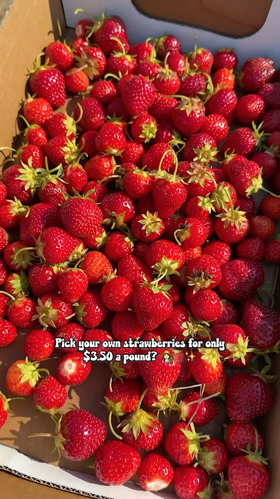 small town, but big berry energy 🍓❤️ #StrawberryPicking #StrawberryFarm #Strawberry #Strawberries