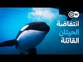وثائقي ثورة الأوركا ــ لماذا تهاجم الحيتان القاتلة القوارب وثائقية دي دبليو 