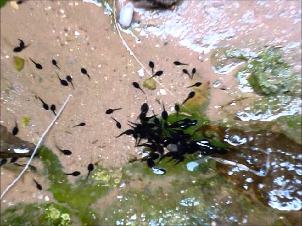 Blacktail Canyon Polywogs and Views