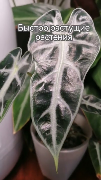 Самые быстрорастущие комнатные цветы. #plants - YouTube
