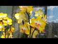 Цветение жёлтых орхидей☀️ ORCHIDS / PHALAENOPSIS/ Brion , Grazia, Sara Blanch, Las Vegas