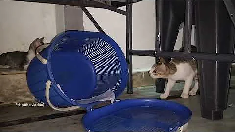 Video 10803251: hilarious animal compilation, funniest cats