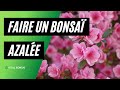 Azale satsuki en bonsa