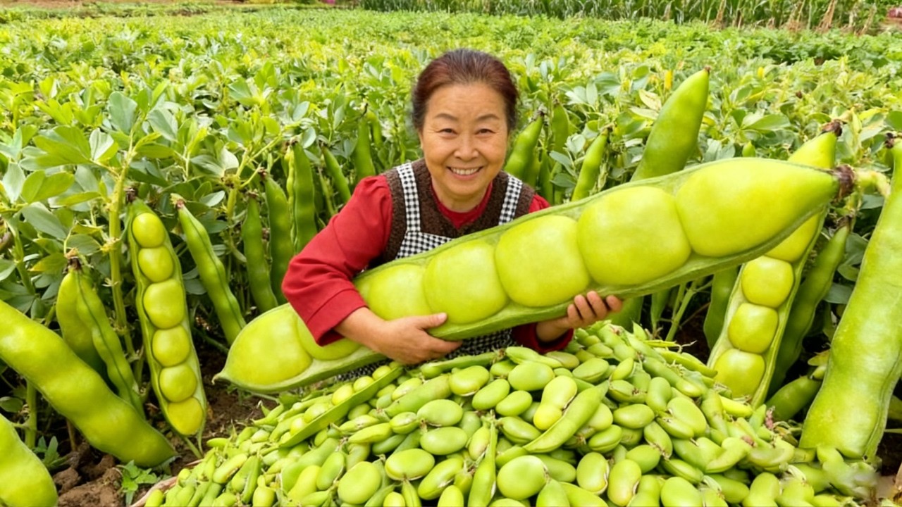 【唐小米】唐奶奶亲手制作蚕豆酱，独门配方，下饭一绝，别提有多香！