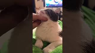 Мурчит Как Трактор #Catvideos  #Shortvideo