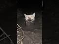 Cat Rescued from Deep Mud… A Second Chance at Life! 🐱🆘진흙 속 고양이 구조… 기적 같은 생존! 🐱🆘泥まみれ子猫を救出！命つなぐ奇跡の瞬間🐱🆘