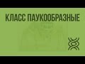 Класс Паукообразные. Видеоурок по биологии 7 класс